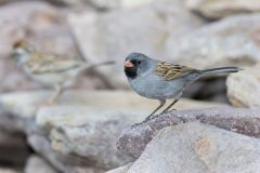 Black-chinned Sparrow, Spizella atrogularis