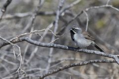 Black-throated Sparrow, Amphispiza bilineata