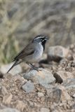 Black-throated Sparrow, Amphispiza bilineata