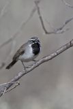 Black-throated Sparrow, Amphispiza bilineata