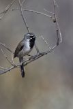 Black-throated Sparrow, Amphispiza bilineata