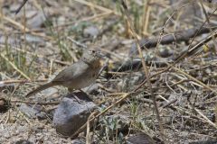 Canyon Towhee, Melozone fusca