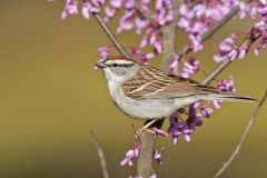 Chipping Sparrow, Spizella passerina