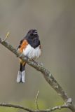 Eastern Towhee, Pipilo erythrophthalmus