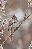 Fox Sparrow, Passerella iliaca