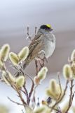 Golden-crowned Sparrow, Zonotrichia atricapilla
