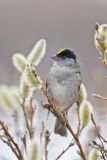 Golden-crowned Sparrow, Zonotrichia atricapilla