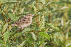 Grasshopper Sparrow, Ammodramus savannarum