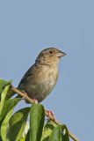 Grasshopper Sparrow, Ammodramus savannarum