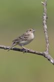 Grasshopper Sparrow, Ammodramus savannarum