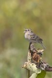 Grasshopper Sparrow, Ammodramus savannarum