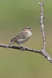 Grasshopper Sparrow, Ammodramus savannarum