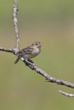 Grasshopper Sparrow, Ammodramus savannarum