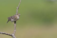 Grasshopper Sparrow, Ammodramus savannarum