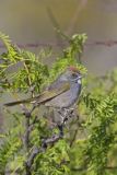 Green-tailed Towhee,  Pipilo chlorurus