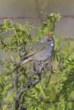 Green-tailed Towhee,  Pipilo chlorurus