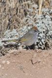 Green-tailed Towhee,  Pipilo chlorurus