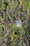 Green-tailed Towhee,  Pipilo chlorurus
