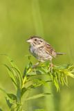 Henslow's Sparrow, Ammodramus henslowii