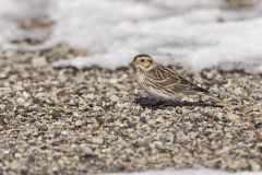 Lapland Longspur, Calcarius lapponicus