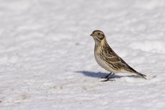 Lapland Longspur, Calcarius lapponicus