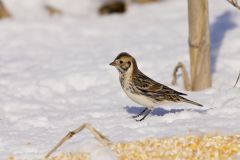 Lapland Longspur, Calcarius lapponicus