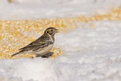 Lapland Longspur, Calcarius lapponicus