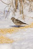 Lapland Longspur, Calcarius lapponicus