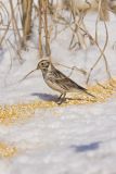 Lapland Longspur, Calcarius lapponicus
