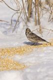 Lapland Longspur, Calcarius lapponicus