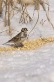 Lapland Longspur, Calcarius lapponicus