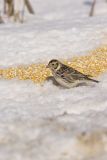 Lapland Longspur, Calcarius lapponicus