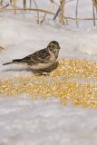 Lapland Longspur, Calcarius lapponicus