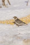 Lapland Longspur, Calcarius lapponicus