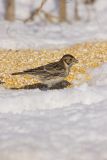 Lapland Longspur, Calcarius lapponicus
