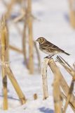 Lapland Longspur, Calcarius lapponicus