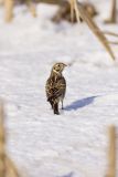 Lapland Longspur, Calcarius lapponicus
