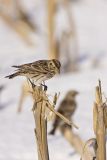 Lapland Longspur, Calcarius lapponicus