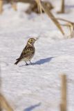 Lapland Longspur, Calcarius lapponicus