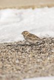 Lapland Longspur, Calcarius lapponicus
