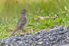 Lark Sparrow, Chondestes grammacus