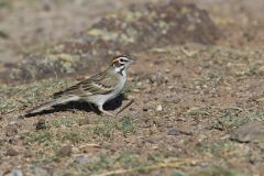 Lark Sparrow, Chondestes grammacus