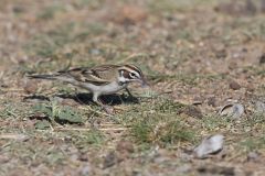 Lark Sparrow, Chondestes grammacus