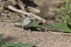 Lark Sparrow, Chondestes grammacus