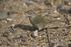 Olive Sparrow, Arremonops rufivirgatus