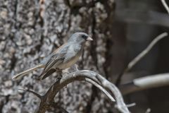 Red-backed Junco, Junco hyemalis