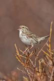 Savannah Sparrow, Passerculus sandwichensis
