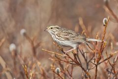 Savannah Sparrow, Passerculus sandwichensis