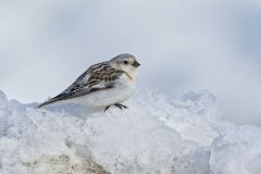 Snow Bunting, Plectrophenax nivalis