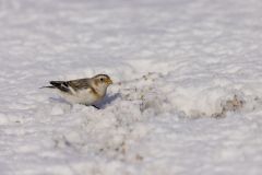 Snow Bunting, Plectrophenax nivalis